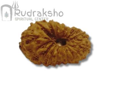 18 Mukhi Rudraksha from Indonesia